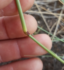 Eragrostis cylindriflora