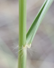 Eragrostis cylindriflora