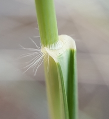 Eragrostis cylindriflora