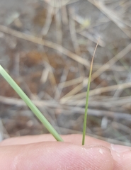 Eragrostis cylindriflora