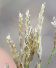 Eragrostis cylindriflora