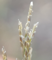 Eragrostis cylindriflora