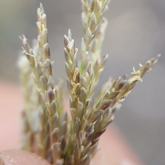 Eragrostis cylindriflora