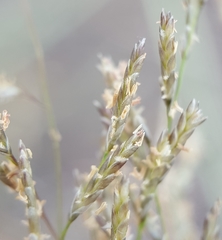 Eragrostis cylindriflora