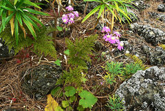 Pericallis echinata image