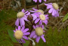 Pericallis echinata image