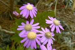 Pericallis echinata image