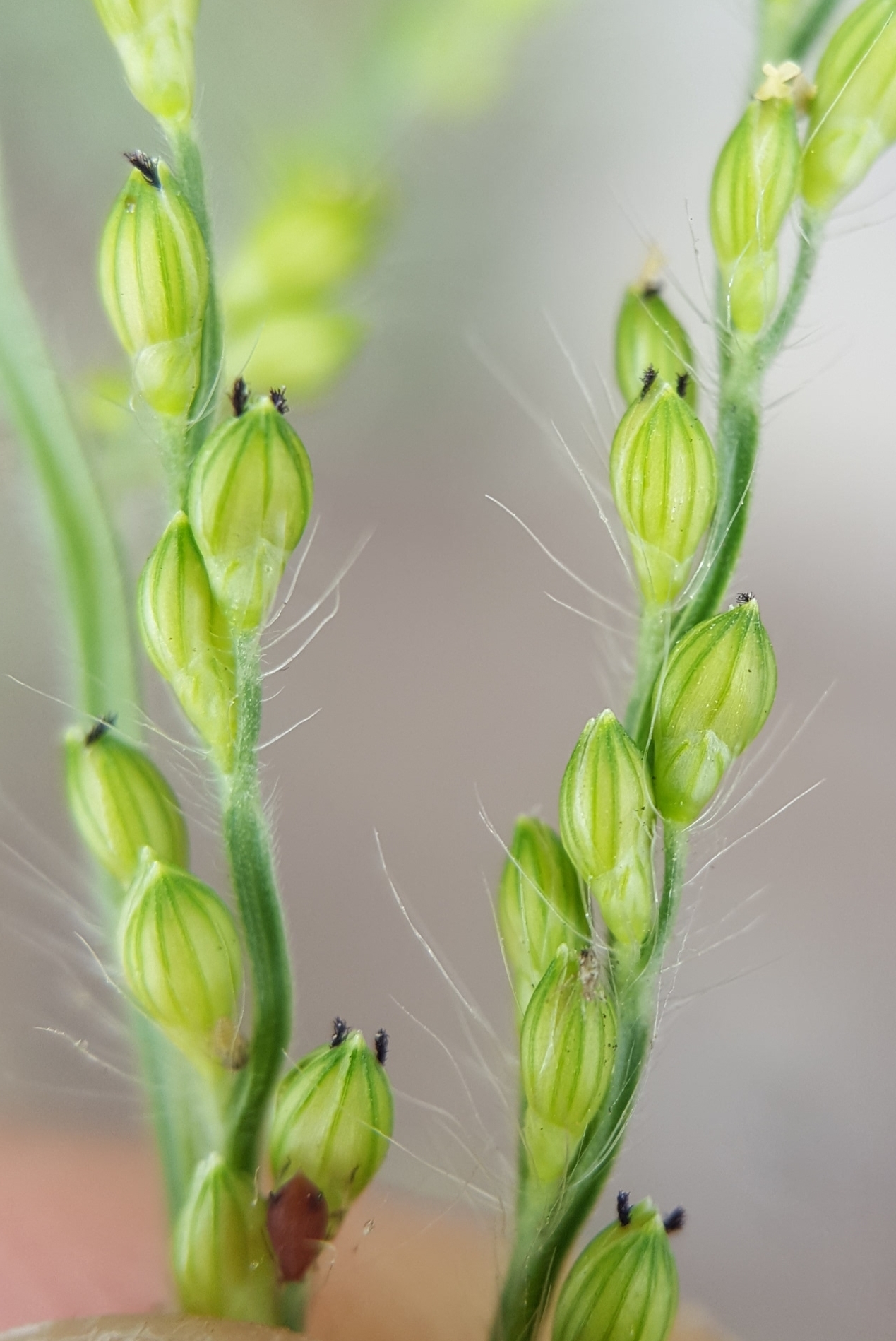 (c) François Rousseu, certains droits réservés (CC BY-NC) https://www.inaturalist.org/observations/104295088