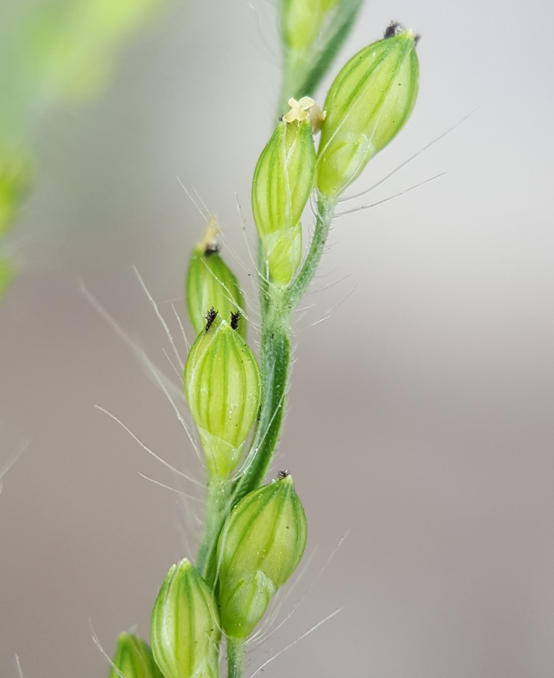 (c) François Rousseu, certains droits réservés (CC BY-NC) https://www.inaturalist.org/observations/104295088