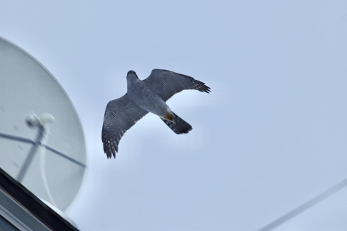 Azor común (Accipiter gentilis)