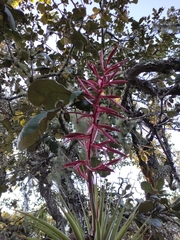 Tillandsia gymnobotrya