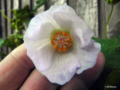 Corynabutilon vitifolium