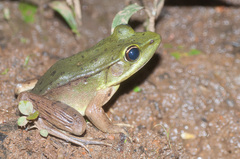 Lithobates vaillanti