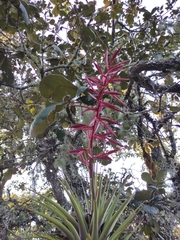 Tillandsia gymnobotrya