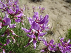 Astragalus saurinus