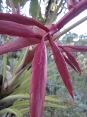 Tillandsia gymnobotrya