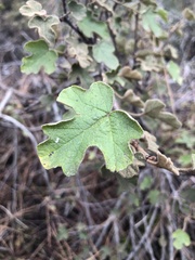 Fremontodendron decumbens