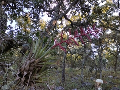 Tillandsia gymnobotrya