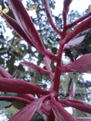 Tillandsia gymnobotrya