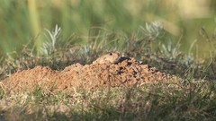 Ctenomys