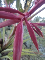 Tillandsia gymnobotrya