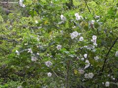 Corynabutilon vitifolium