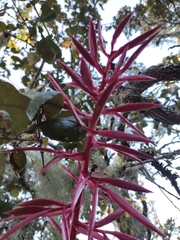 Tillandsia gymnobotrya