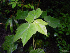 Corynabutilon vitifolium