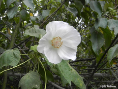 Corynabutilon vitifolium