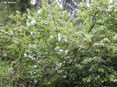 Corynabutilon vitifolium