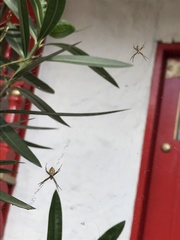 Argiope argentata