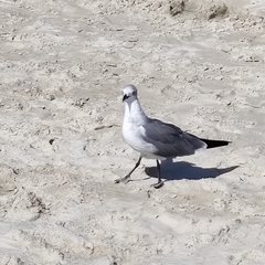 Leucophaeus atricilla