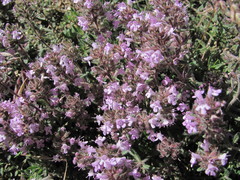 Thymus elisabethae
