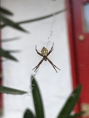 Argiope argentata