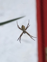 Argiope argentata