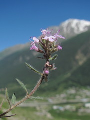Thymus elisabethae