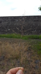 Eragrostis cylindriflora