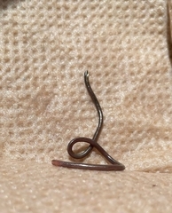 Leptotyphlopidae
