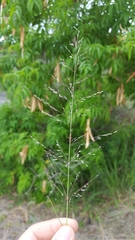 Eragrostis cylindriflora