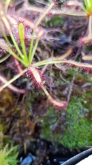 Drosera