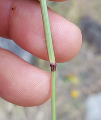 Eragrostis cylindriflora