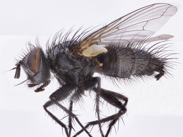 Meigenia grandigena