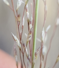 Eragrostis cylindriflora