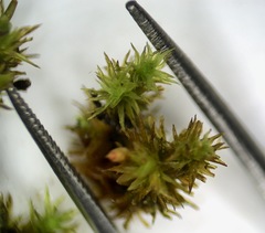 Lewinskya elegans