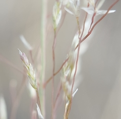 Eragrostis cylindriflora