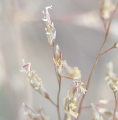 Eragrostis cylindriflora