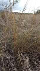 Eragrostis cylindriflora