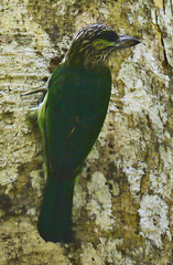 Psilopogon faiostrictus