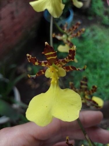 Image of Oncidium tigrinum by (c) Manuel Nicolás Madrigal Pérez, some rights reserved (CC BY)