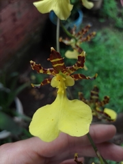 Oncidium tigrinum
